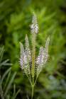 USA, Colorado, Fort Collins. Flower close-up. Art Print